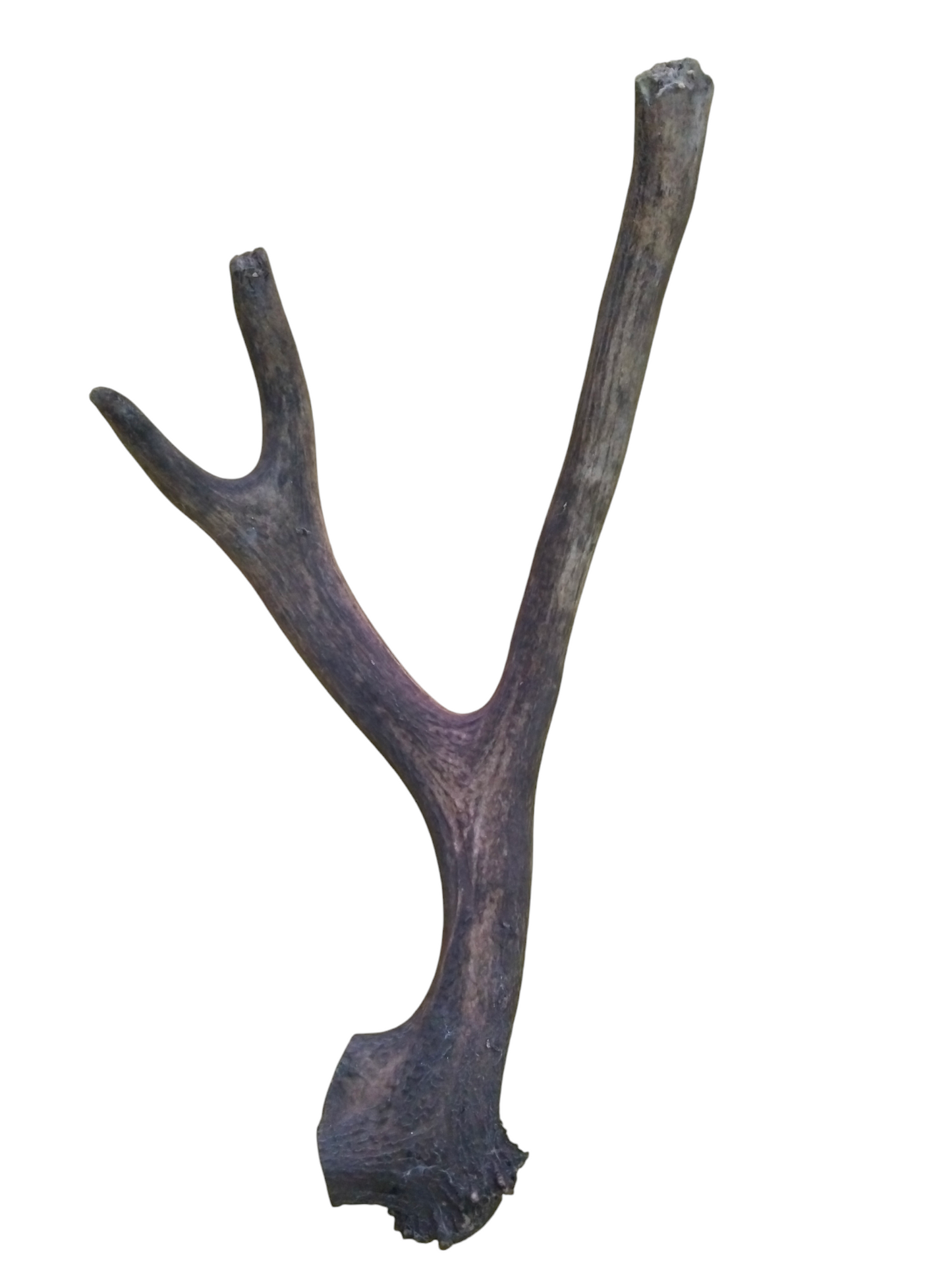 Asta Individual de Ciervo Rojo 53 cm