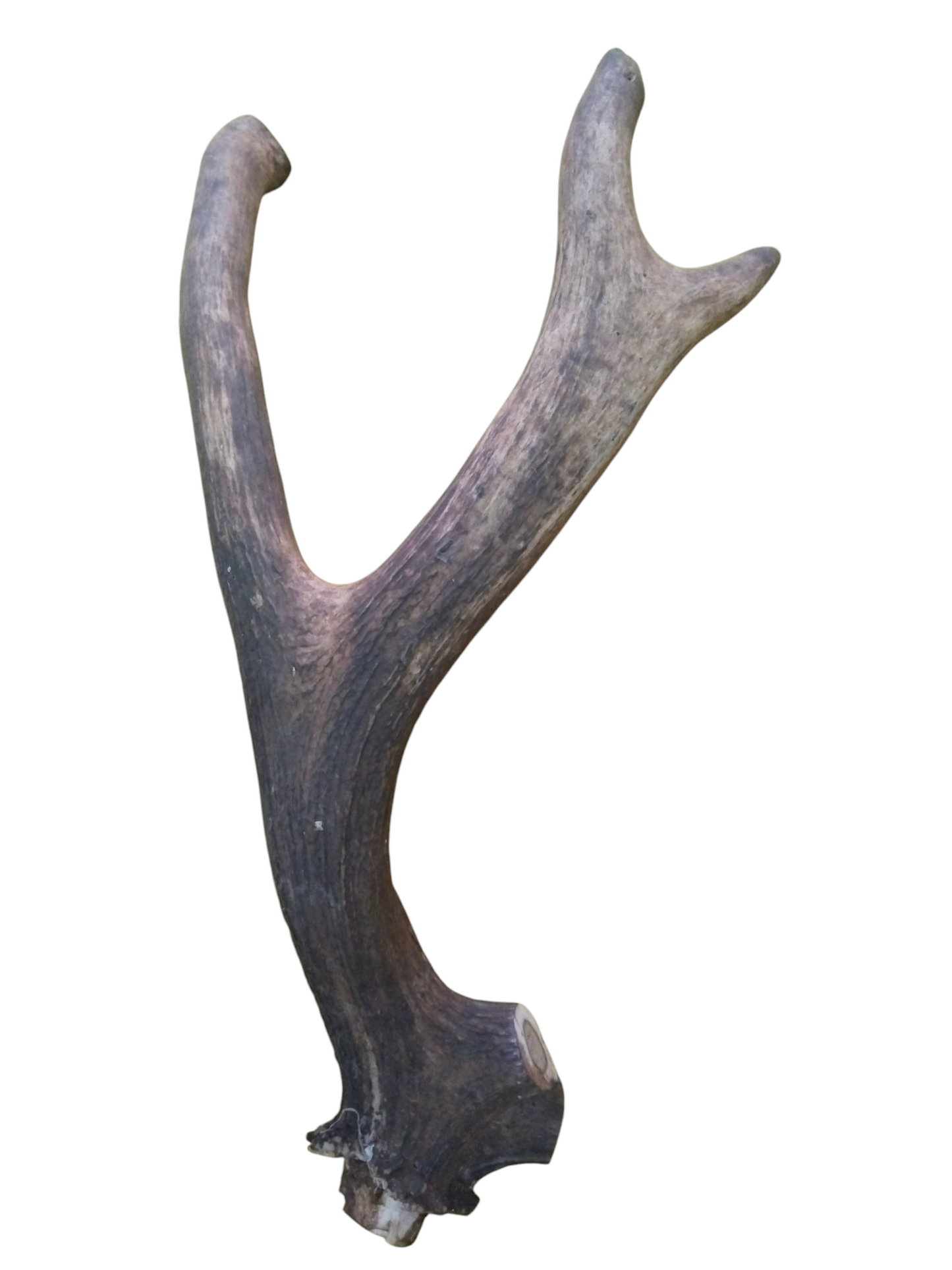 Asta Individual de Ciervo Rojo 53 cm