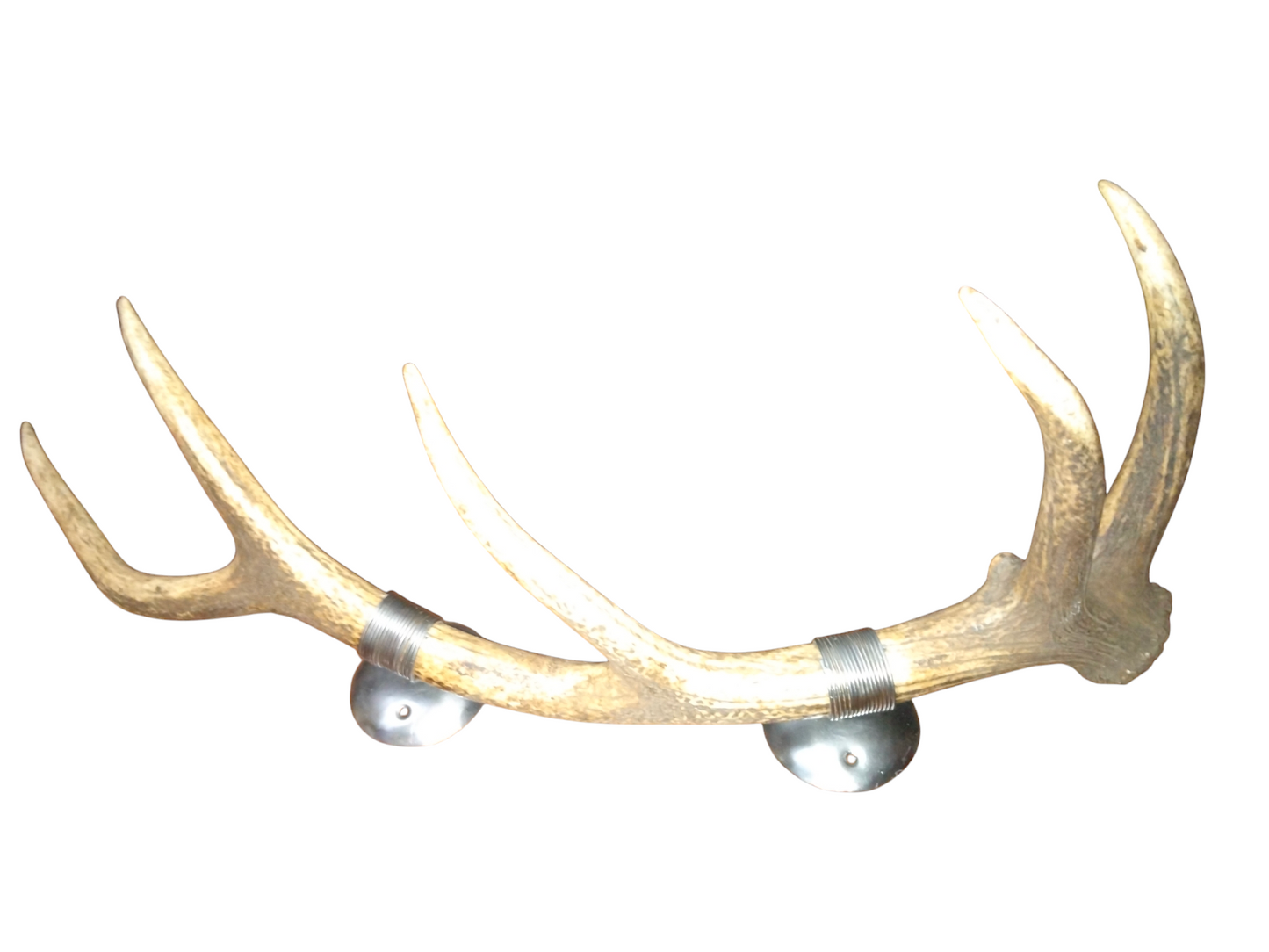 Perchero con Alambrado de Asta de Ciervo 76 cm.