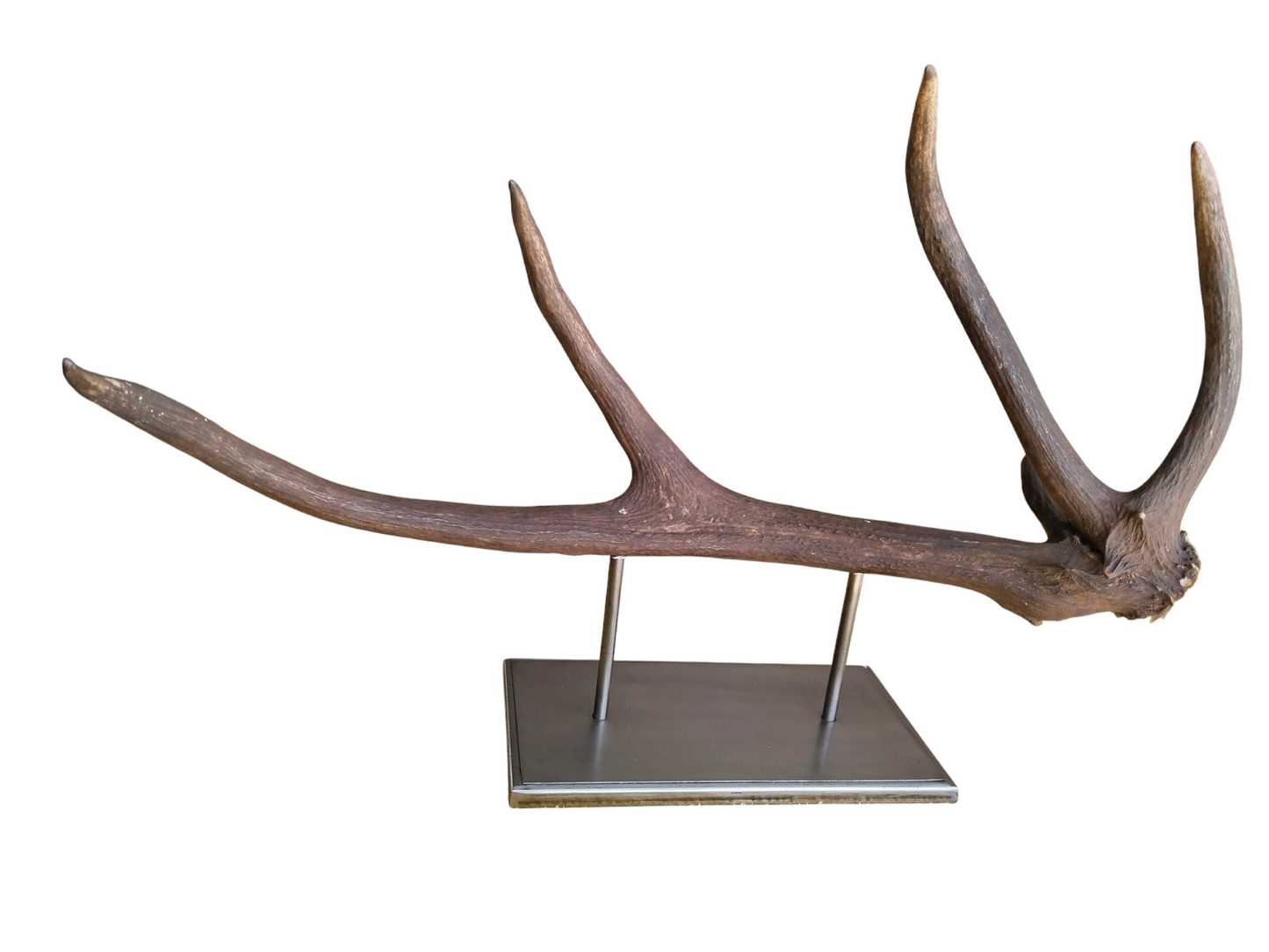 Escultura Asta de Ciervo Rojo 67 cm.
