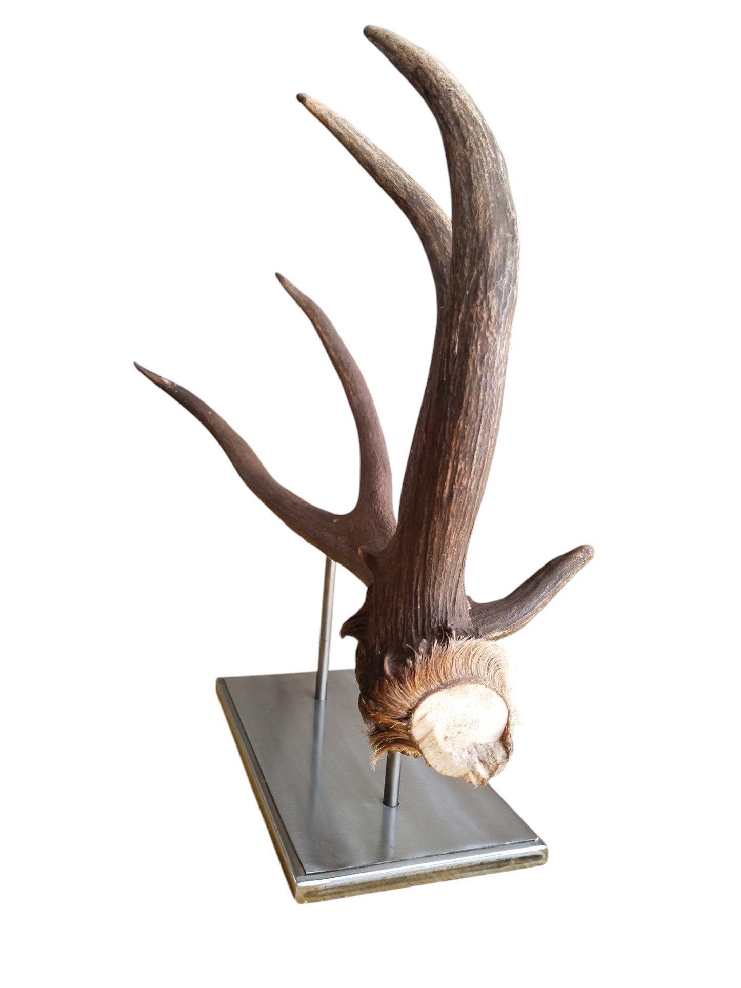 Escultura Asta de Ciervo Rojo 67 cm.
