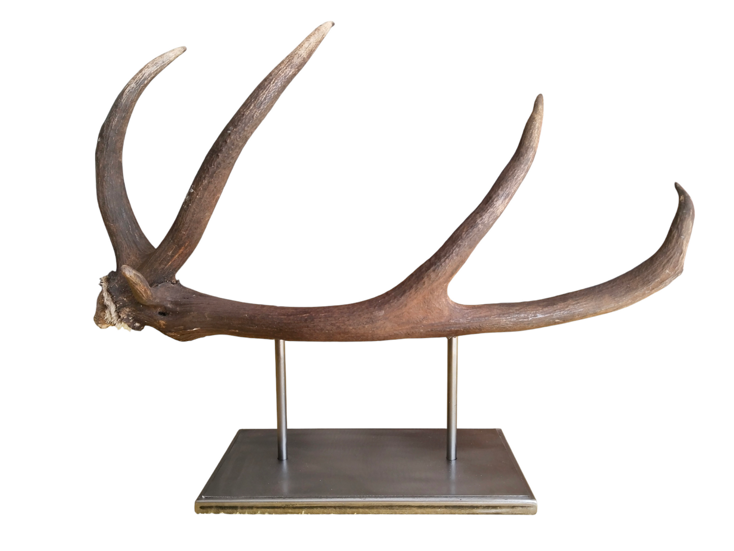 Escultura Asta de Ciervo Rojo 67 cm.