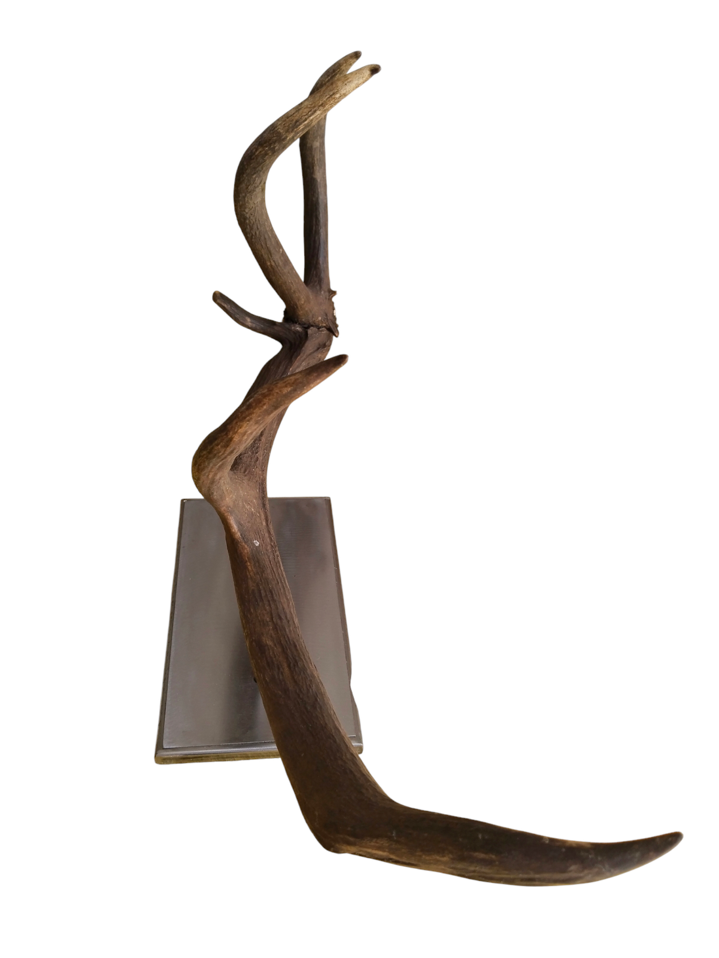 Escultura Asta de Ciervo Rojo 67 cm.
