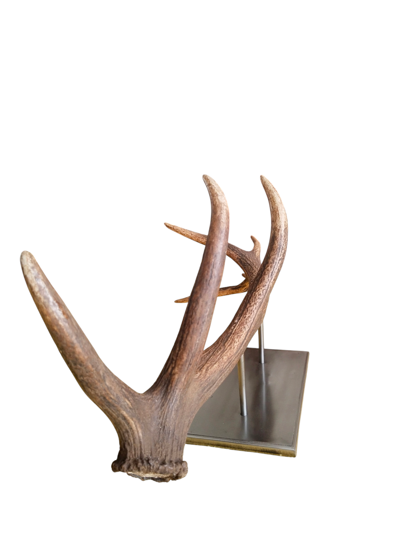 Escultura Asta de Ciervo Rojo 77 cm.