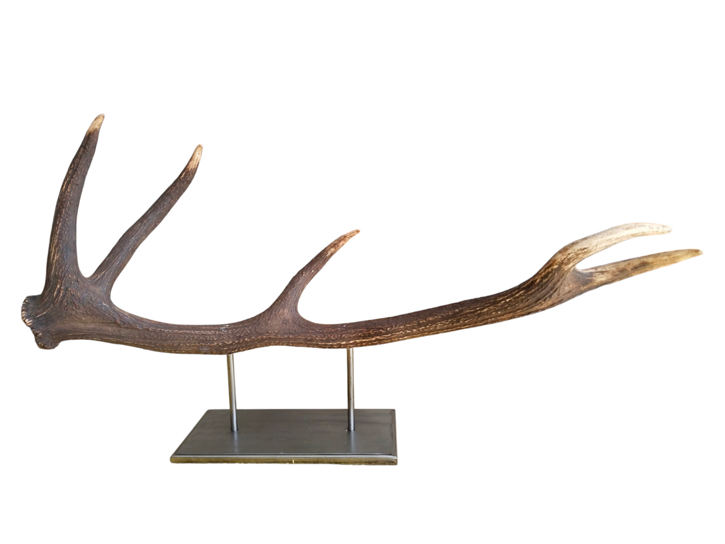 Escultura Asta de Ciervo Rojo 78 cm.