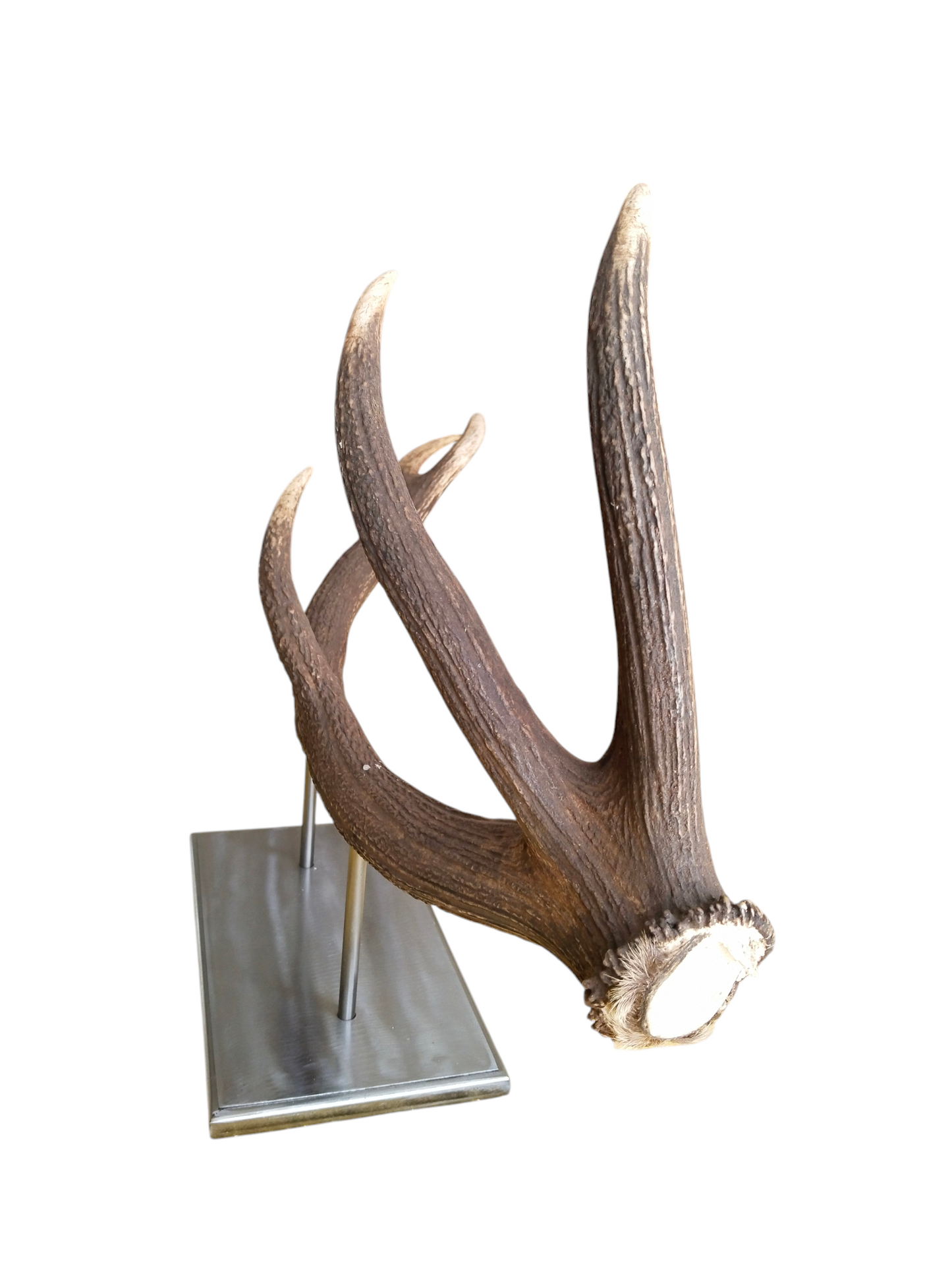 Escultura Asta de Ciervo Rojo 78 cm.