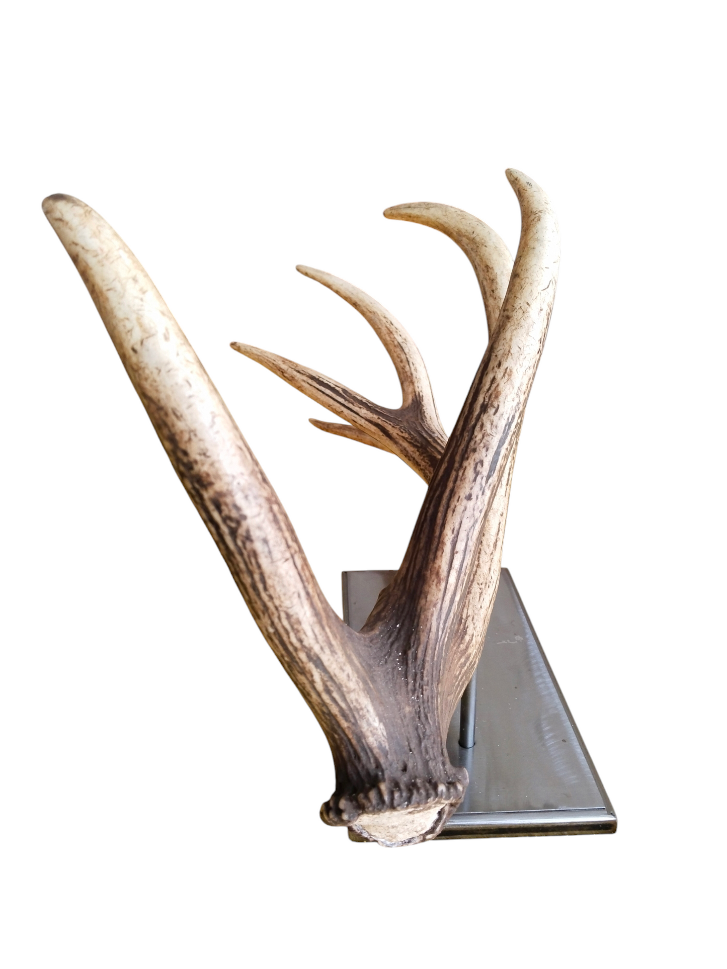 Escultura Asta de Ciervo Rojo 69 cm.