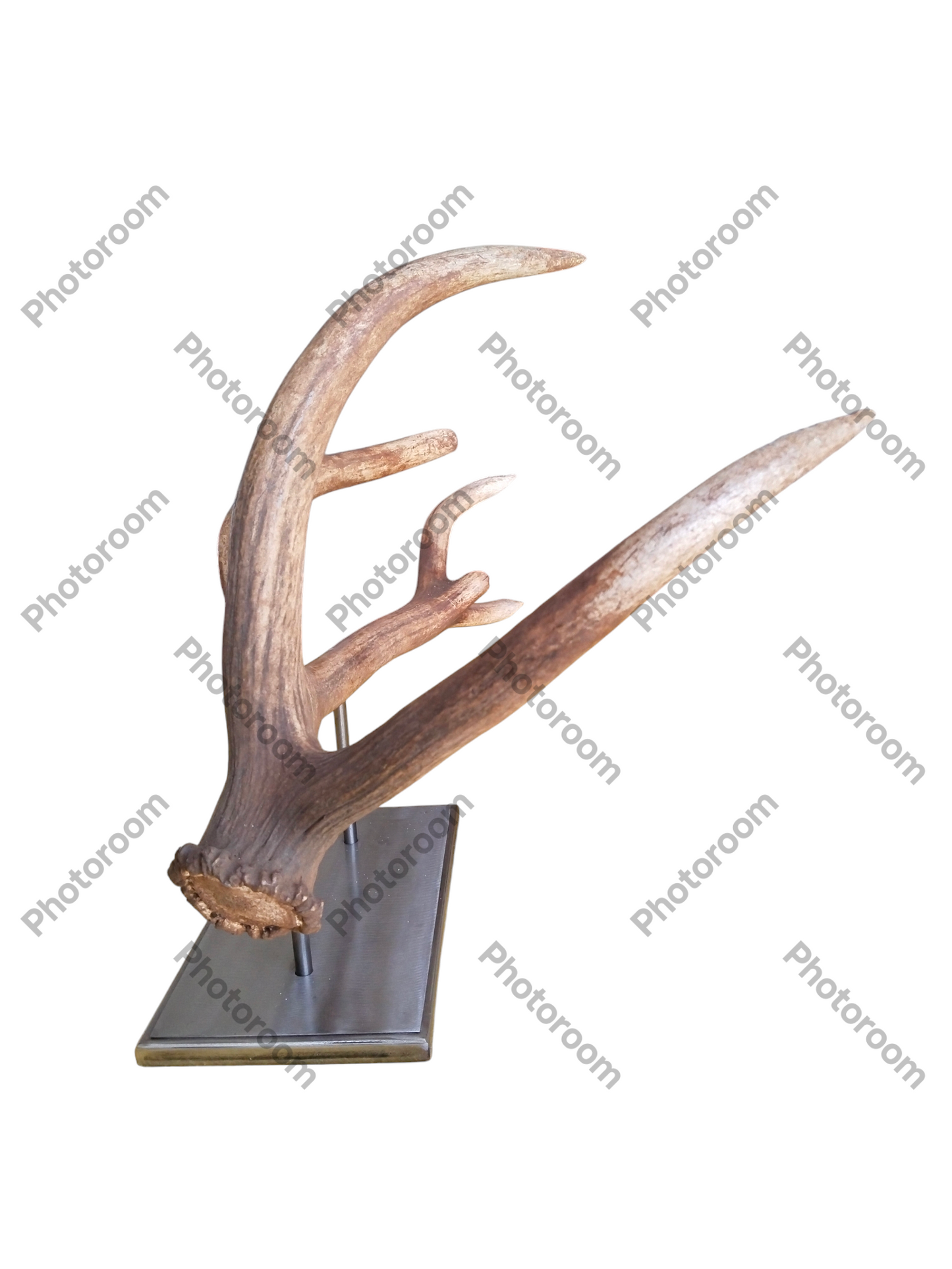 Escultura Asta de Ciervo Rojo 70 cm.