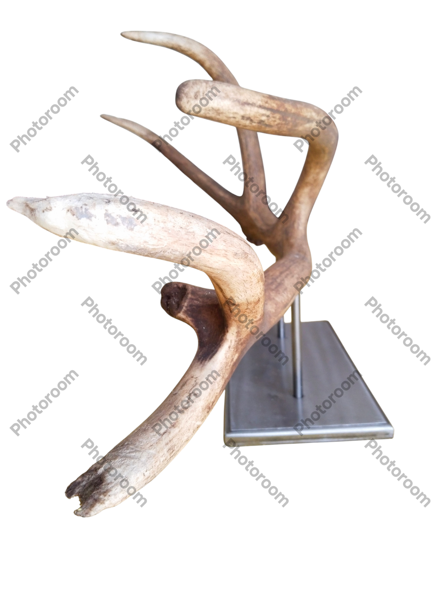 Escultura Asta de Ciervo Rojo 70 cm.