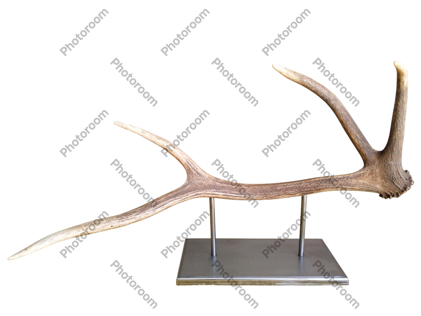 Escultura Asta de Ciervo Rojo 57 cm.