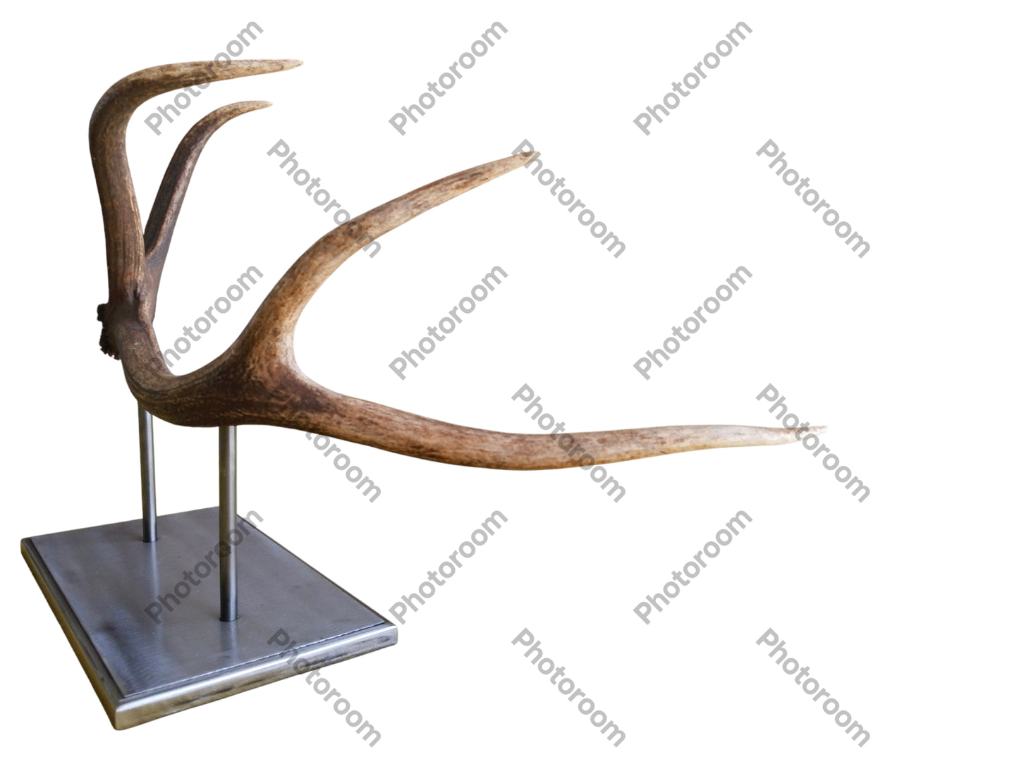 Escultura Asta de Ciervo Rojo 57 cm.