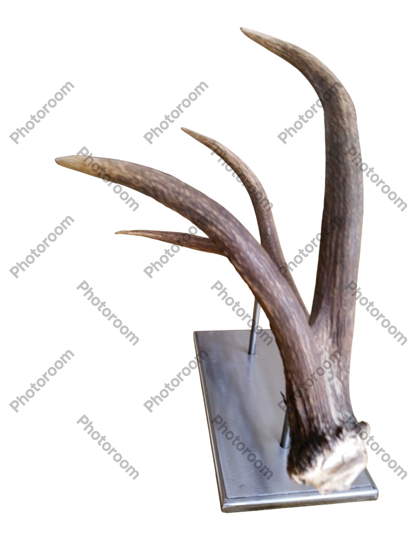 Escultura Asta de Ciervo Rojo 58 cm.