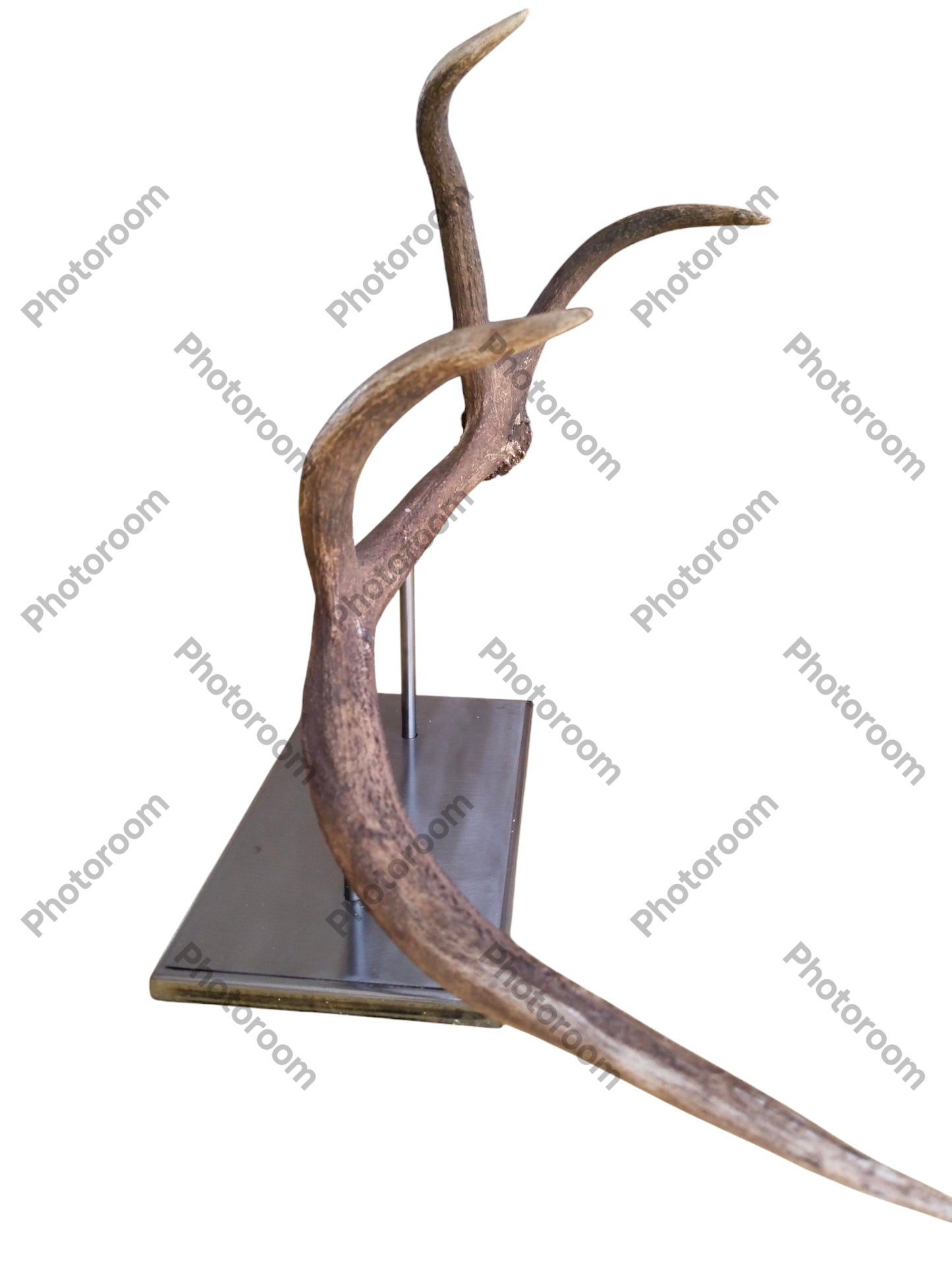 Escultura Asta de Ciervo Rojo 51 cm.