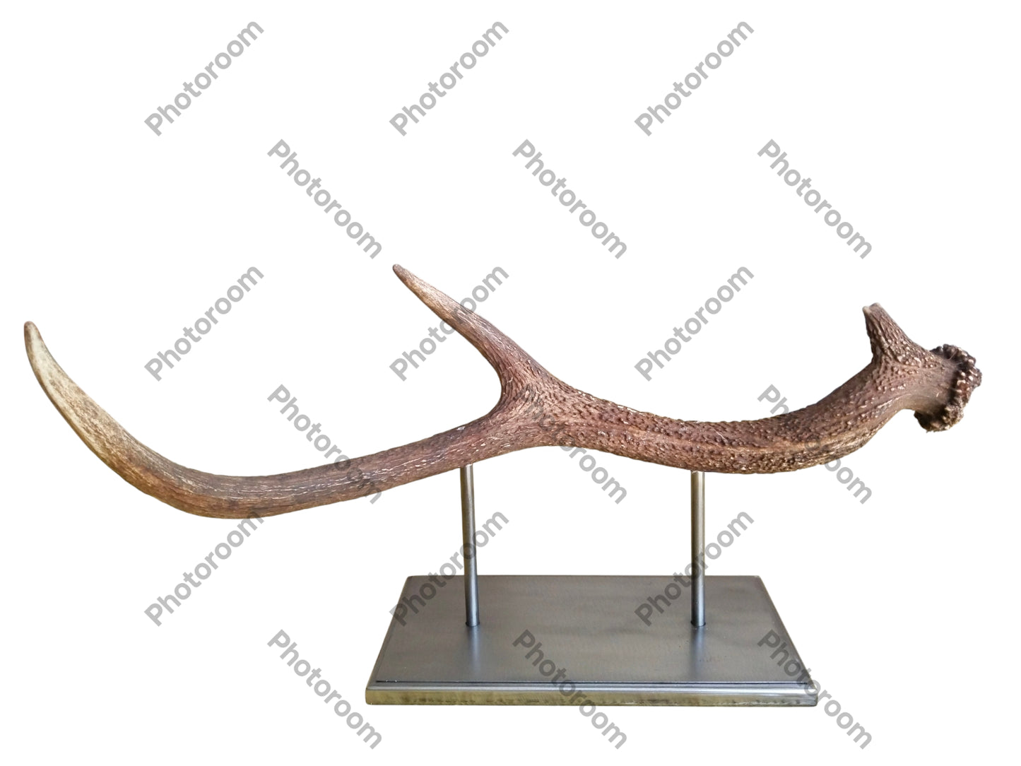 Escultura Asta de Ciervo Rojo 51 cm.