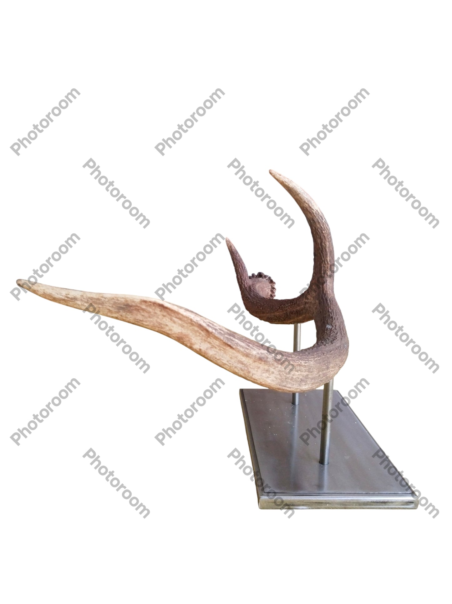 Escultura Asta de Ciervo Rojo 52 cm.