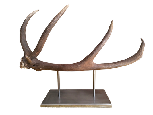 Escultura Asta de Ciervo Rojo 67 cm.