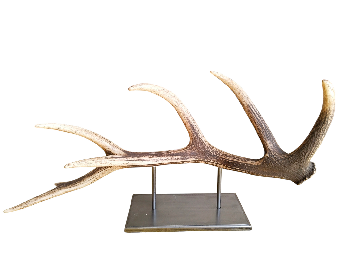 Escultura Asta de Ciervo Rojo 69 cm.