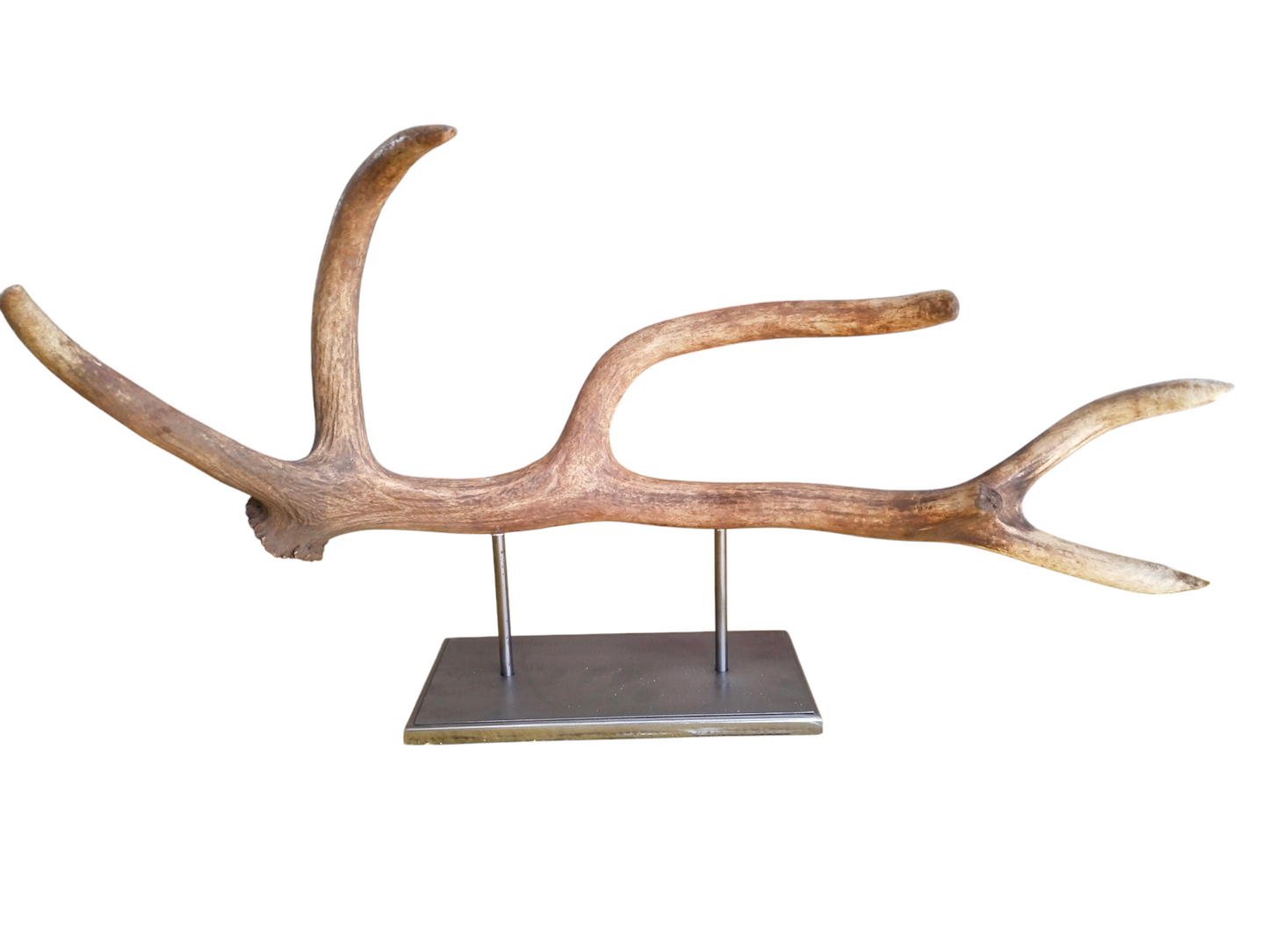 Escultura Asta de Ciervo Rojo 70 cm.