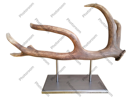 Escultura Asta de Ciervo Rojo 70 cm.