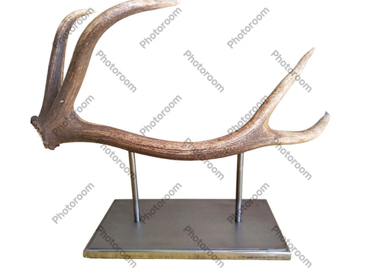 Escultura Asta de Ciervo Rojo 57 cm.
