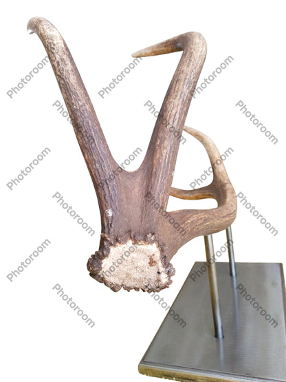 Escultura Asta de Ciervo Rojo 57 cm.