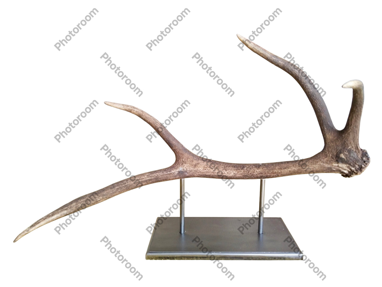 Escultura Asta de Ciervo Rojo 58 cm.