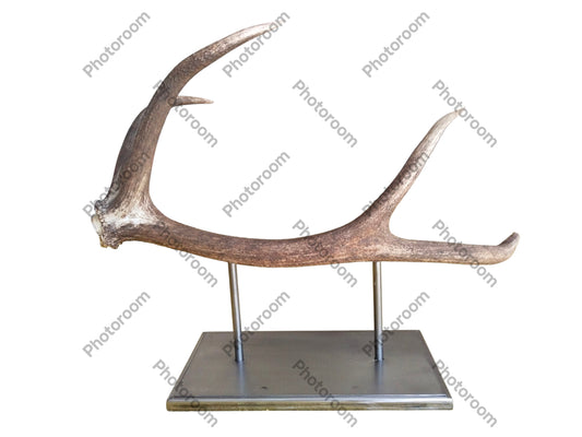 Escultura Asta de Ciervo Rojo 58 cm.