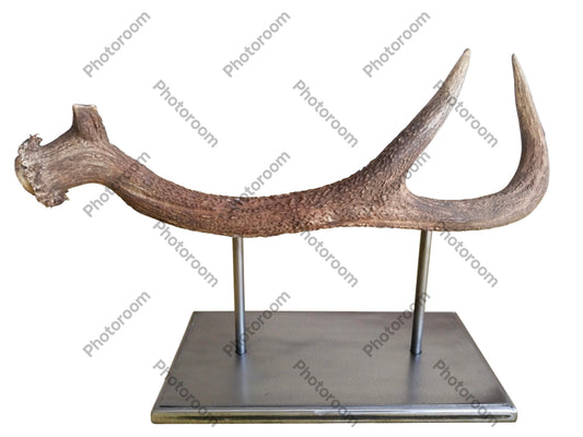 Escultura Asta de Ciervo Rojo 51 cm.