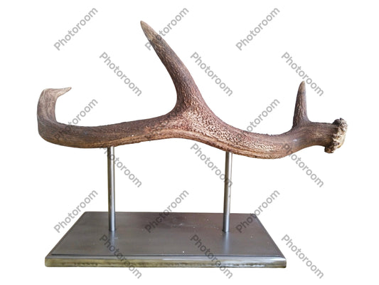 Escultura Asta de Ciervo Rojo 52 cm.