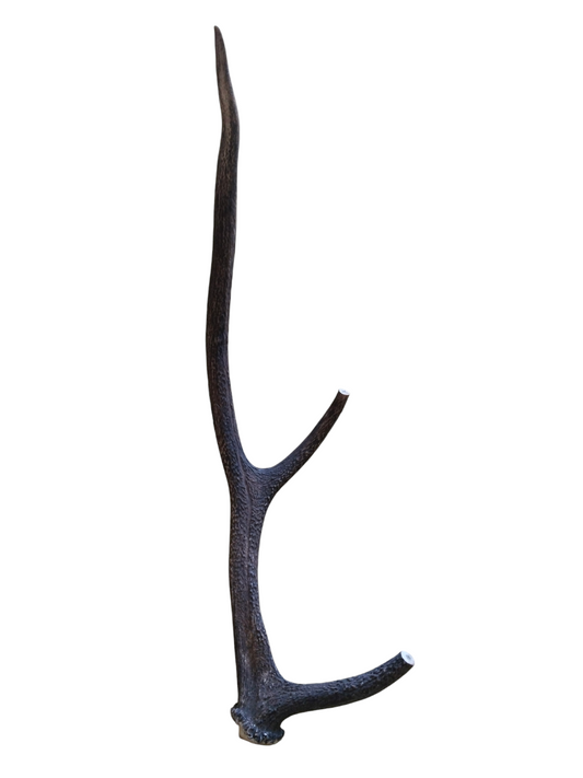 Asta Individual de Ciervo Rojo 71 cm