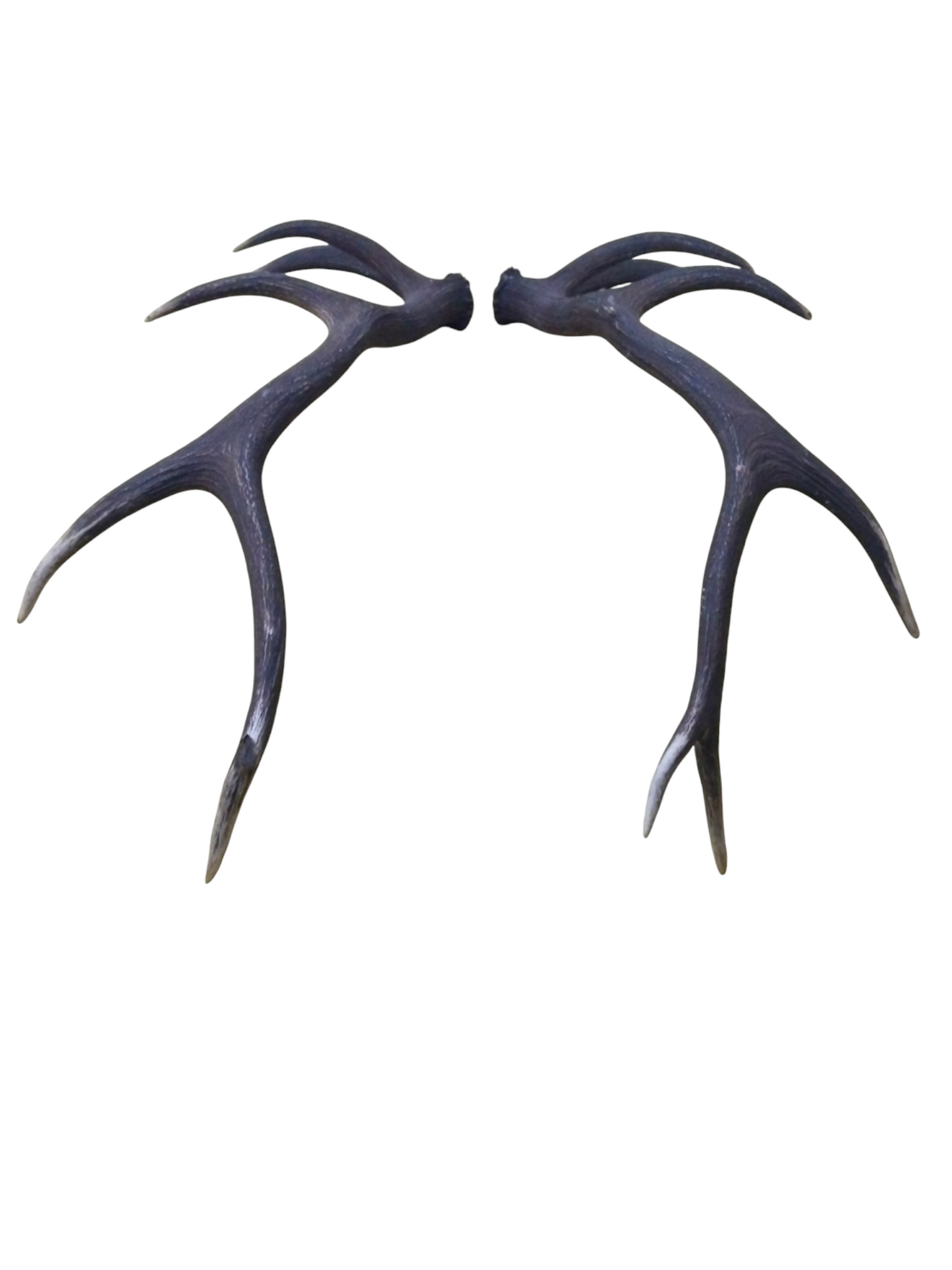 Pareja de Astas de Ciervo Rojo 109 cm